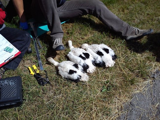 Szczęśliwy dom, gdzie boćki są - zdjęcia