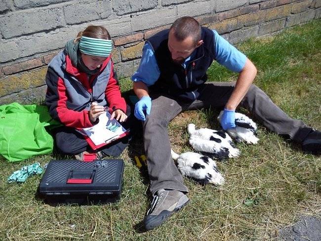 Szczęśliwy dom, gdzie boćki są - zdjęcia