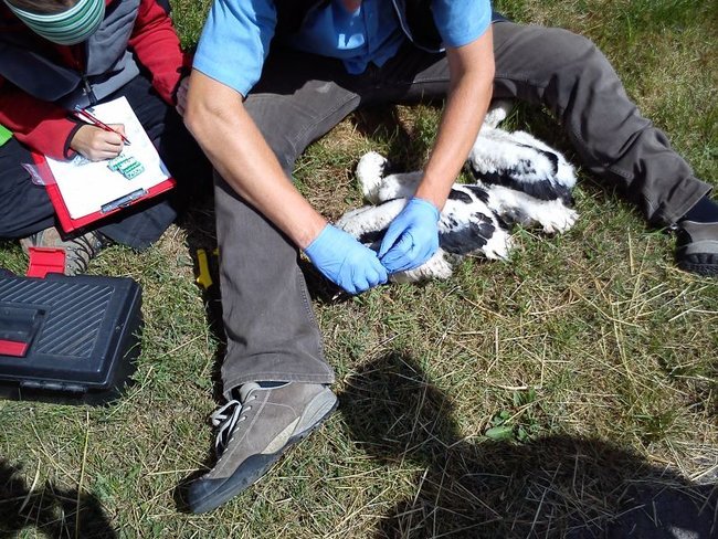 Szczęśliwy dom, gdzie boćki są - zdjęcia
