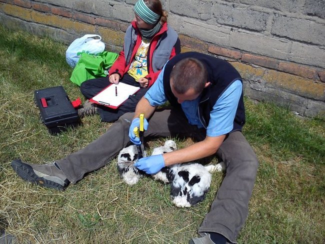 Szczęśliwy dom, gdzie boćki są - zdjęcia