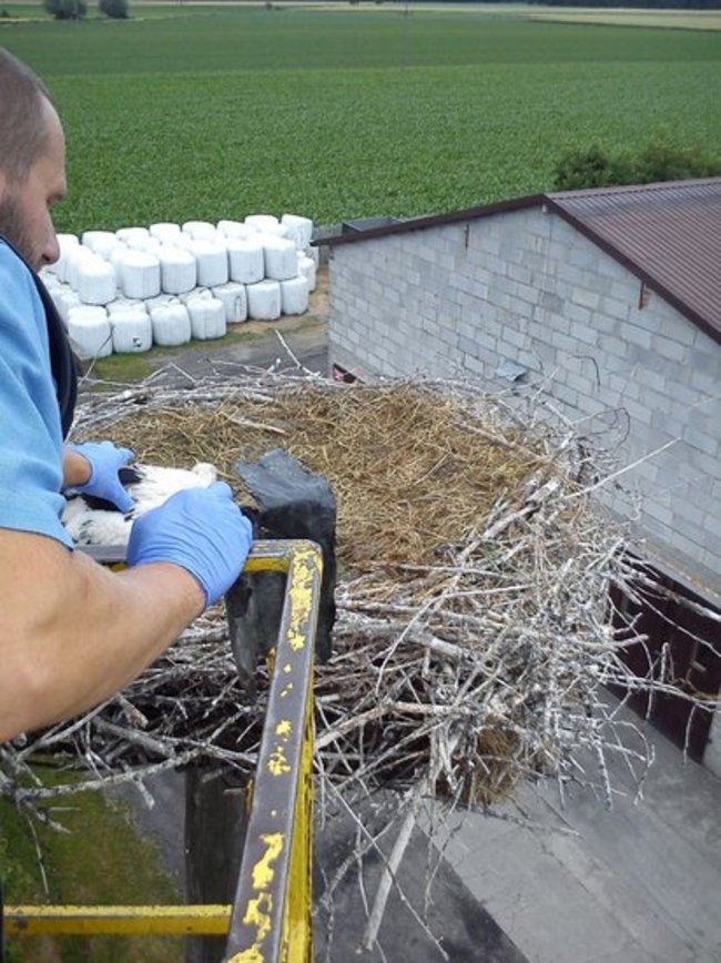 Szczęśliwy dom, gdzie boćki są - zdjęcia