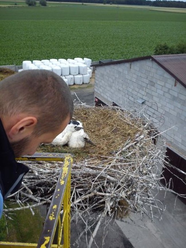 Szczęśliwy dom, gdzie boćki są - zdjęcia