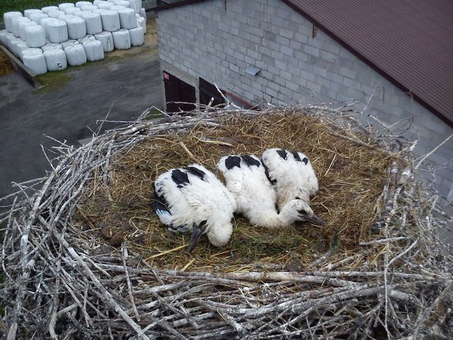 Szczęśliwy dom, gdzie boćki są - zdjęcia
