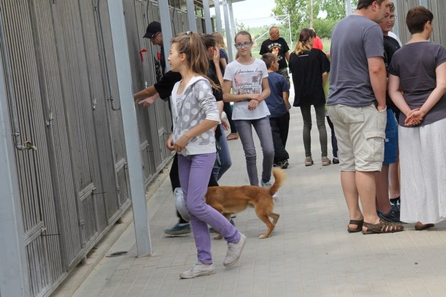 Dzień Psa w schronisku