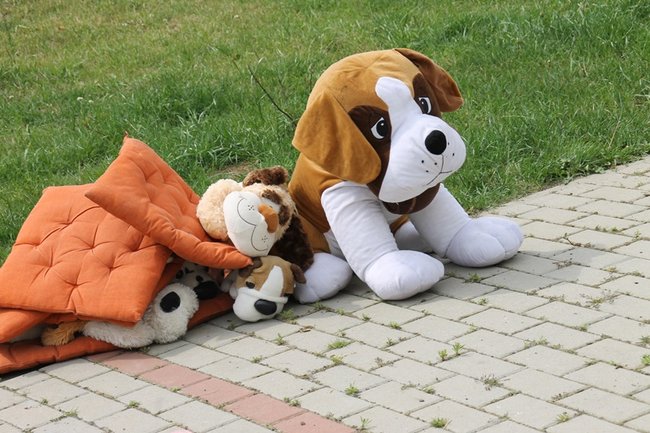 Dzień Psa w schronisku