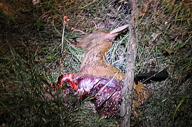 Uratowany z płonącego auta - zdjęcia