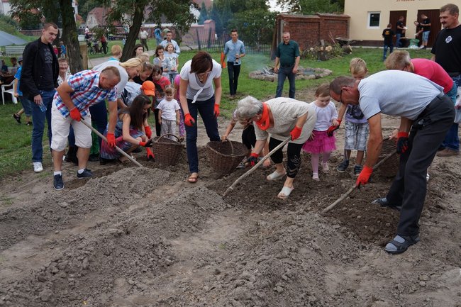 Ziemniaki bez tajemnic - zdjęcia