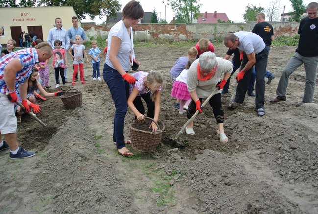 Ziemniaki bez tajemnic - zdjęcia