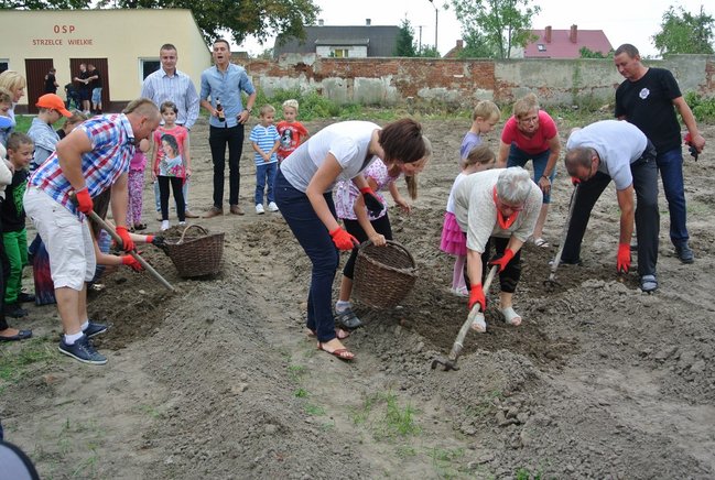 Ziemniaki bez tajemnic - zdjęcia
