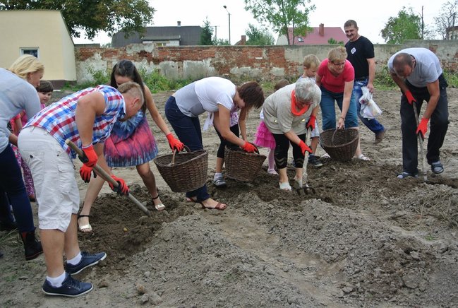 Ziemniaki bez tajemnic - zdjęcia