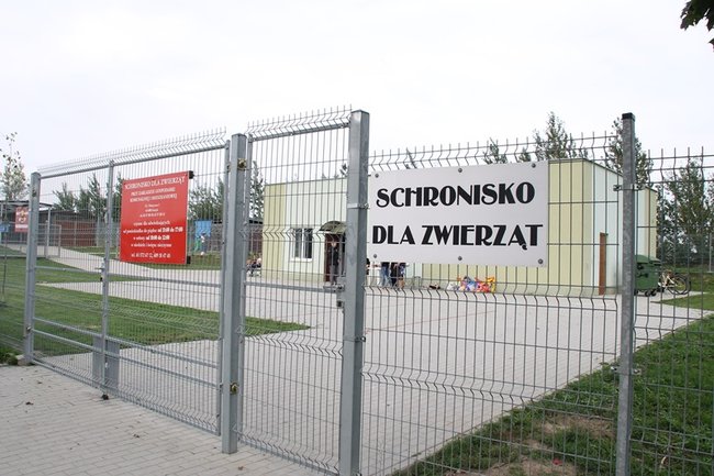 Przybywa porzucanych zwierząt