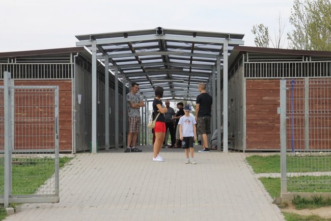 Przybywa porzucanych zwierząt