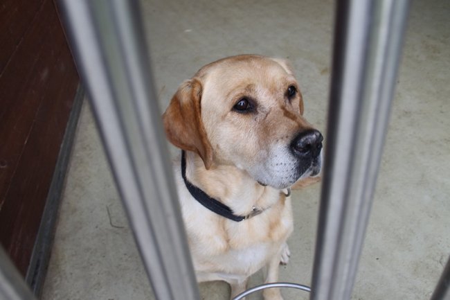 Przybywa porzucanych zwierząt