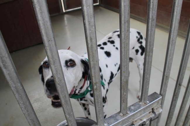 Przybywa porzucanych zwierząt