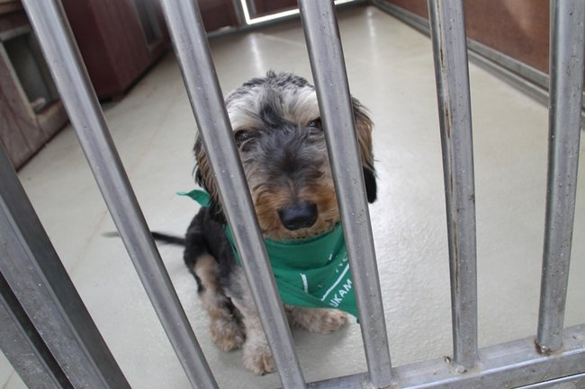 Przybywa porzucanych zwierząt