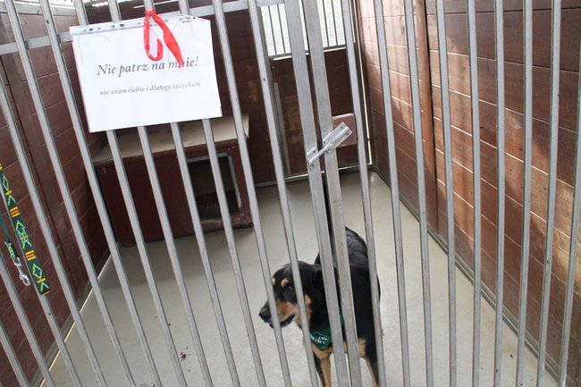 Przybywa porzucanych zwierząt