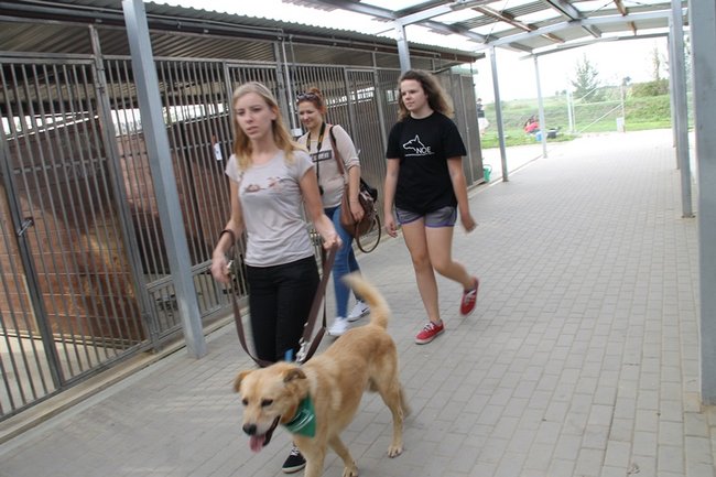 Przybywa porzucanych zwierząt