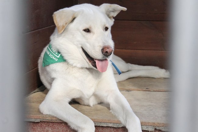 Przybywa porzucanych zwierząt