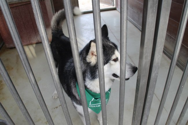 Przybywa porzucanych zwierząt