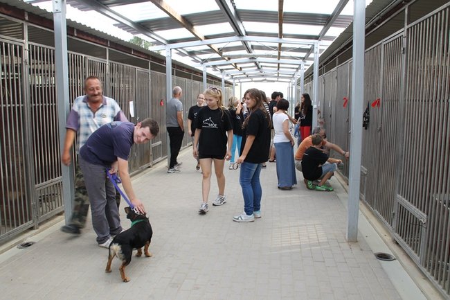 Przybywa porzucanych zwierząt