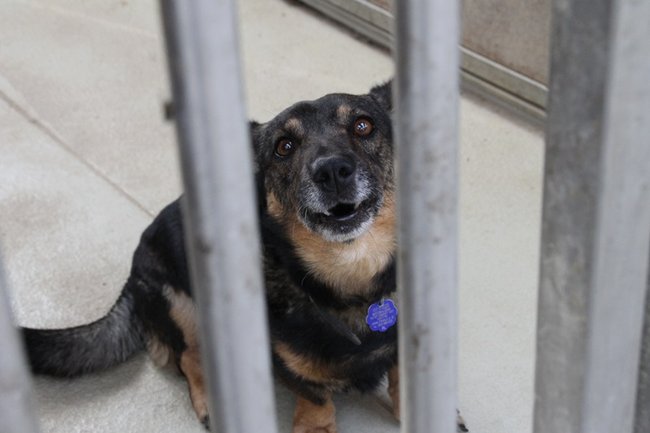 Przybywa porzucanych zwierząt