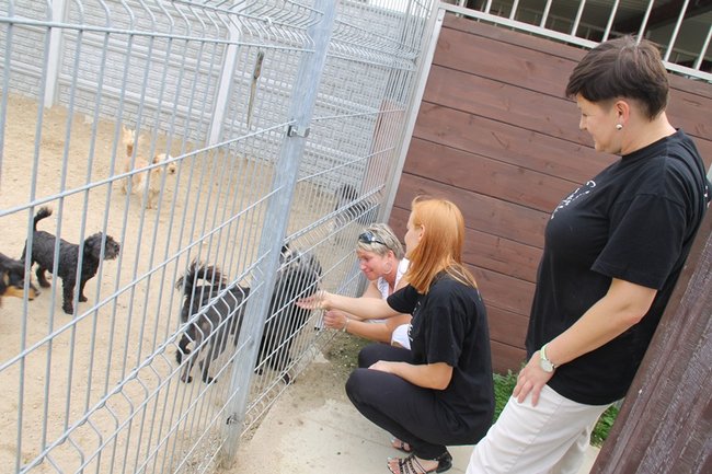 Przybywa porzucanych zwierząt