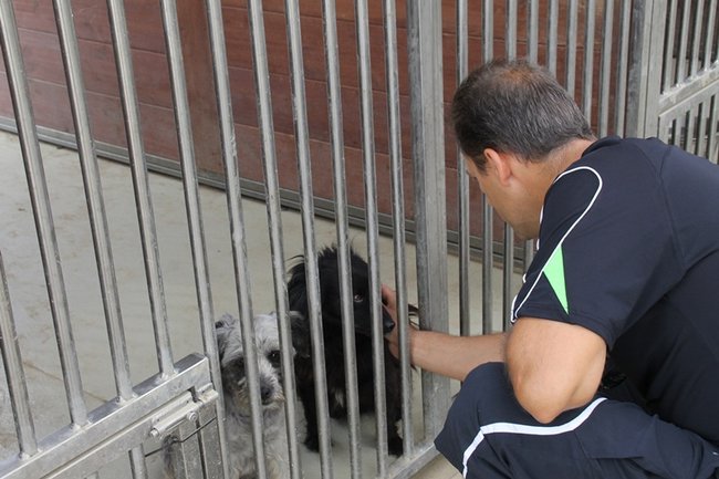 Przybywa porzucanych zwierząt