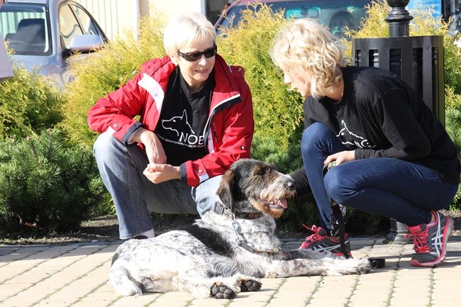 Przykuli się łańcuchami - zdjęcia