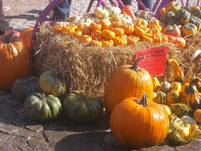 Karolina waży 598 kg! - zdjęcia