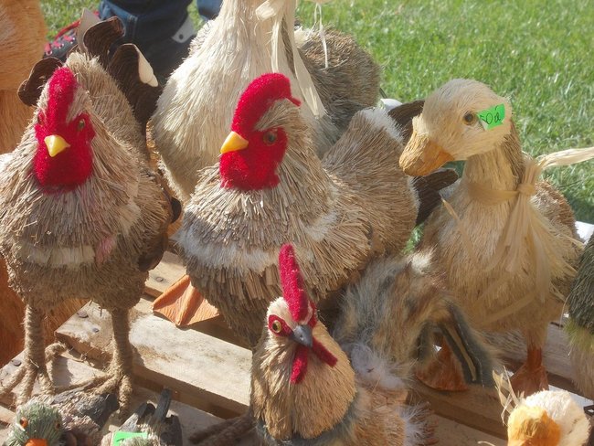 Karolina waży 598 kg! - zdjęcia