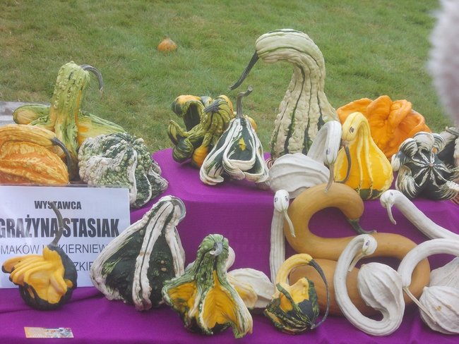 Karolina waży 598 kg! - zdjęcia