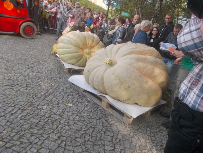 Karolina waży 598 kg! - zdjęcia