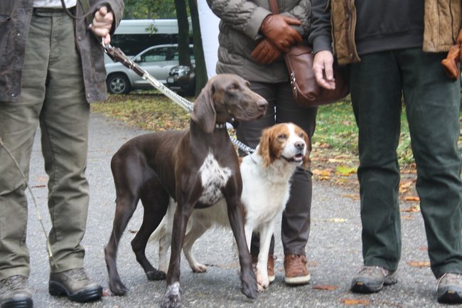W pogoni za lisem - zdjęcia