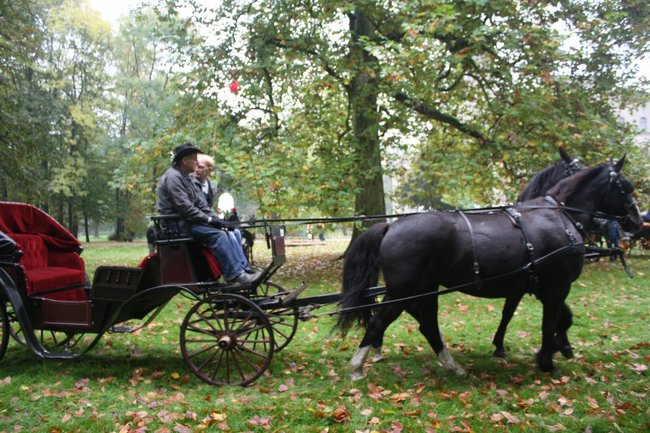 W pogoni za lisem - zdjęcia