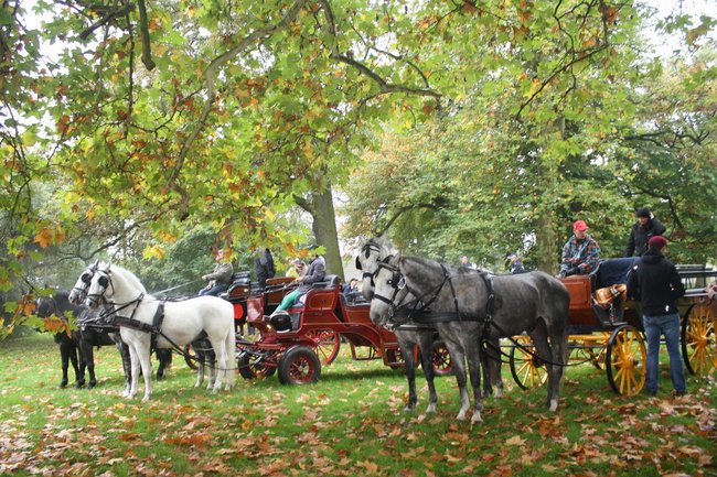 W pogoni za lisem - zdjęcia