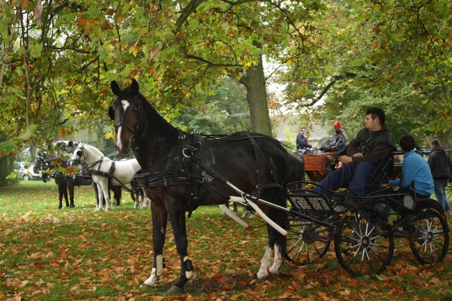 W pogoni za lisem - zdjęcia