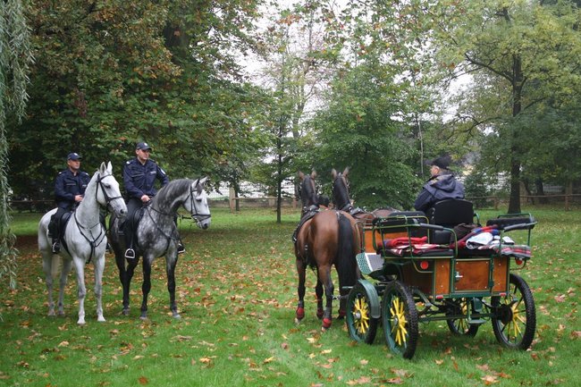W pogoni za lisem - zdjęcia