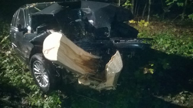 Najpierw w dzika, potem w drzewo - zdjęcia