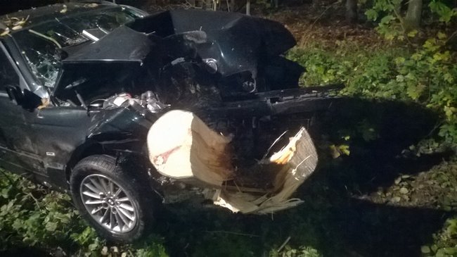 Najpierw w dzika, potem w drzewo - zdjęcia