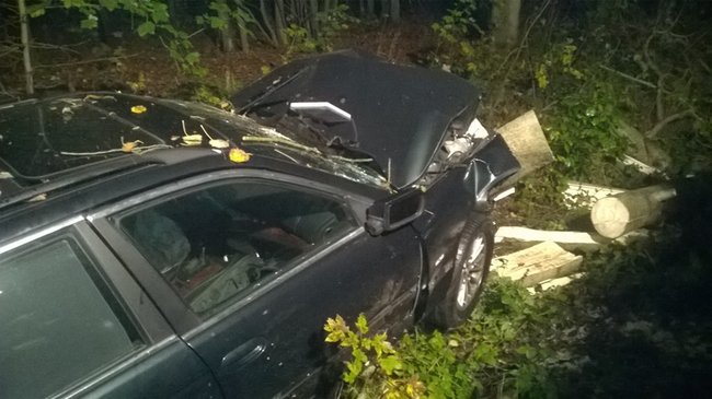 Najpierw w dzika, potem w drzewo - zdjęcia