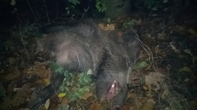 Najpierw w dzika, potem w drzewo - zdjęcia