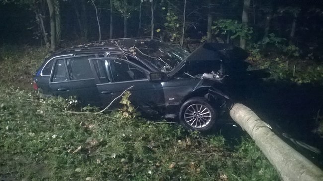 Najpierw w dzika, potem w drzewo - zdjęcia