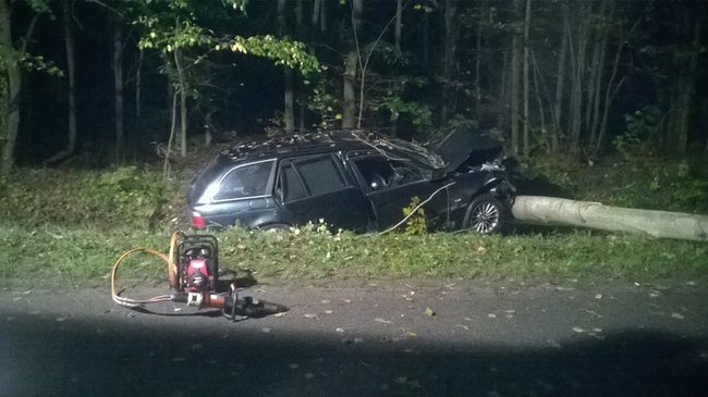 Najpierw w dzika, potem w drzewo - zdjęcia