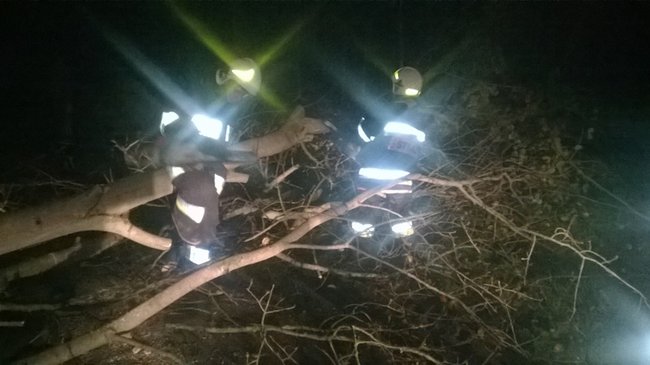Najpierw w dzika, potem w drzewo - zdjęcia