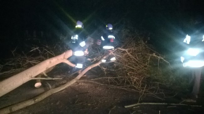 Najpierw w dzika, potem w drzewo - zdjęcia