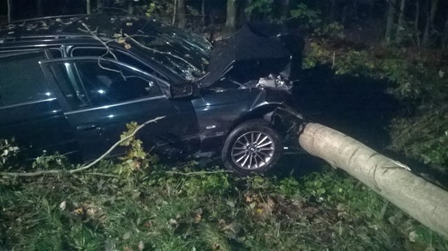 Najpierw w dzika, potem w drzewo - zdjęcia