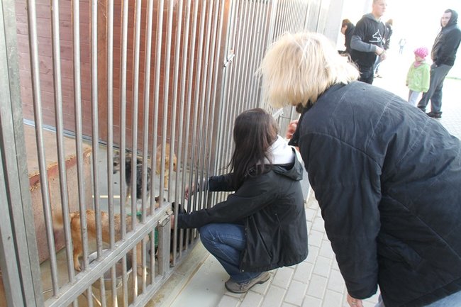 Zachęcali do adopcji - zdjęcia