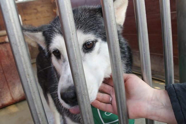 Zachęcali do adopcji - zdjęcia