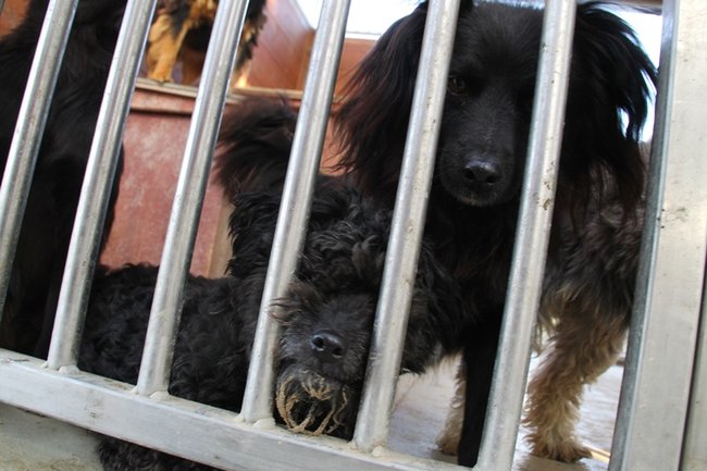 Zachęcali do adopcji - zdjęcia