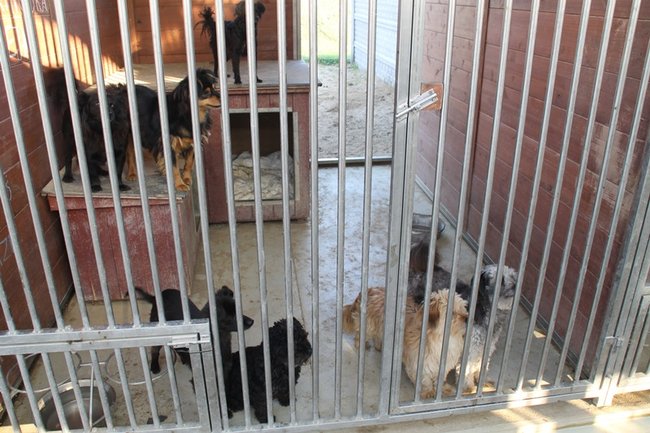 Zachęcali do adopcji - zdjęcia